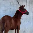 للبيع مهره شعبيه