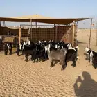 جفرات عوارض العدد 20 الموقع الدوادمي