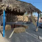 جريد النخل سعف عسيب