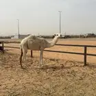 القعود علي البعارين الطهيمي
