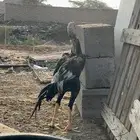 دجاج بكستاني