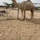للبيع قعود حيسوني