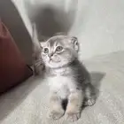 للبيع قطط صغيره سكوتش الحجم نتفه