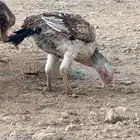 دجاج باكستاني العدد 7 دجاجات و ديك