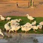 بط ابيض