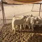 رخال كفو عمارها 5 شهور