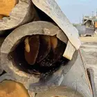 نحل إفرنجي وبلدي