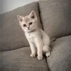 قطة صغيرة