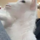 للبيع ماعز بيور قزم