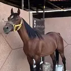 حصان ورق