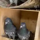 للبيع ازواج باكستاني اساس شرط صحه وانتاج