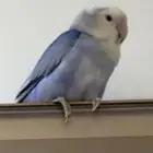 ببغاء روز