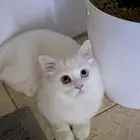 قطه شيرازي