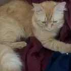 قطط م نقذة للتبني