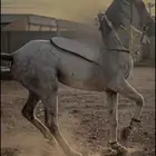 حصان سبوق