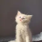 قطط للبيع