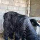 تيس فحل صنف حار شرط القريع