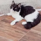 قطة مهجنه شيرازي سكوتش ستريت