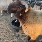 طلي العمر 10شهور