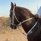 حصان