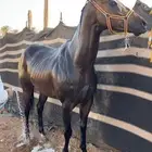 حصان انقليزي سبق