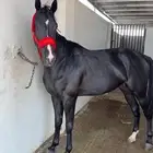حصان إنجليزي ادهام