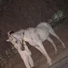 فرس شعبيه الخرج