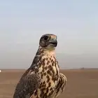 طير ضايع