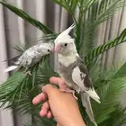 فرخ كروان اليف للبيع