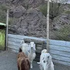 عنز دافع تحتها 2 جفرات دفيع