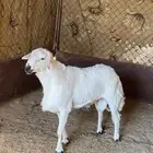 خروف فحل صنف