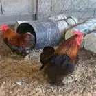 ديكين كوشن