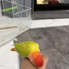 ببغاء روز