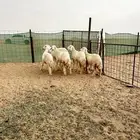 طليان ورخال حرية ذبايح