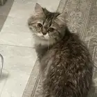 قط للتبني