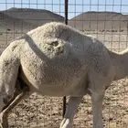 قعود للبيع العمر 7 شهور