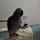 كاسكو اليف ومتكلم