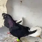 حمام شامي