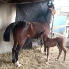 فرس شعبيه شيخه