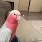 ببغاء جميل للبيع