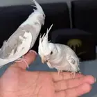 جوز كروان هولندي اليف