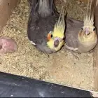 جوز كروان منتج معه فرخين