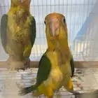 فروخ كايك وايت بلي أوروبيه