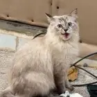 قطة سيبيريا ضائعة للتني