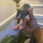 فرخ كروان أليف نهاية غر