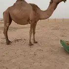 (تم البيع )