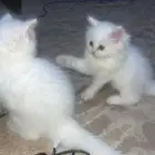 قطط شيرازيه للبيع 100 ريال