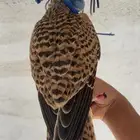 شبوط مدرب للبيع