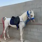 حصان واهو مصري بيور