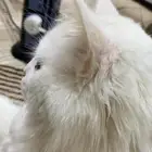 قطط